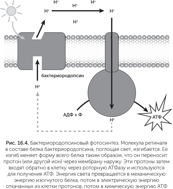 Происхождение жизни