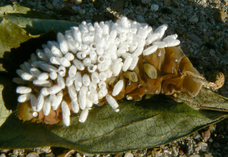 мокрица и муравьи. перепончатокрылые паразиты. гриб паразит кордицепс однобокий. наездники перепончатокрылые насекомые. кордицепс паразит паук.