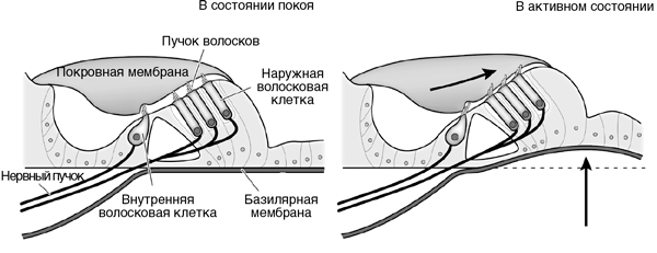 Искра жизни. Электричество в теле человека