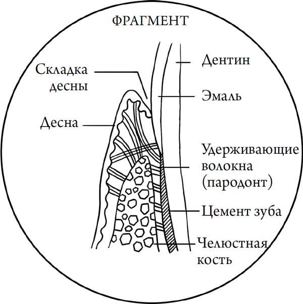 Человек Противный. Зачем нашему безупречному телу столько несовершенств
