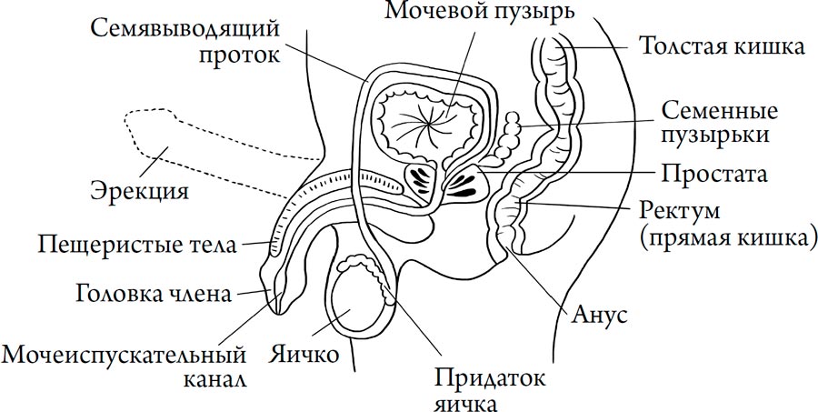 Человек Противный. Зачем нашему безупречному телу столько несовершенств
