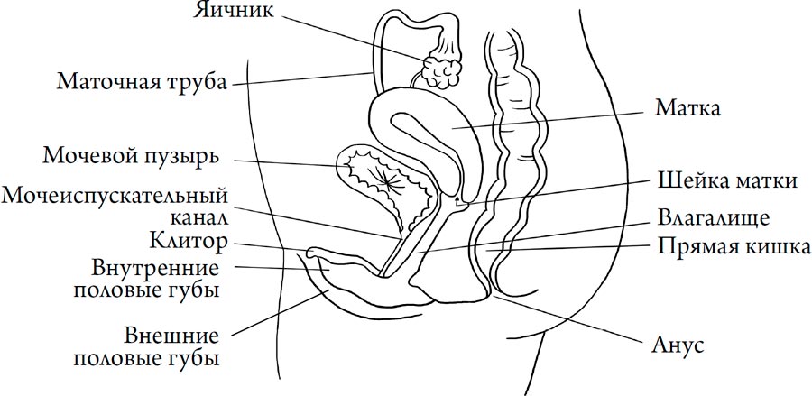 Человек Противный. Зачем нашему безупречному телу столько несовершенств