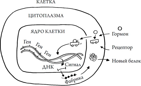 Человек Противный. Зачем нашему безупречному телу столько несовершенств