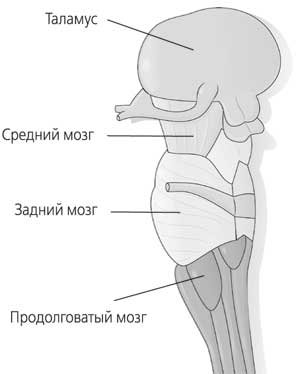 Мозг. Как он устроен и что с ним делать