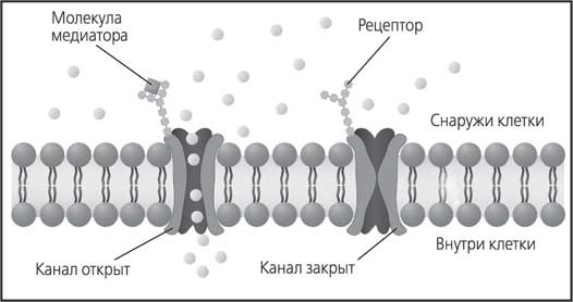 Мозг. Как он устроен и что с ним делать