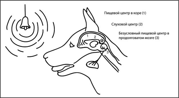 Мозг. Как он устроен и что с ним делать