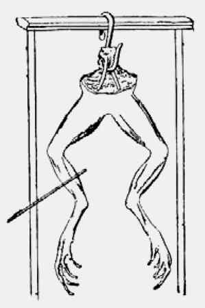 Опыт 1 луиджи гальвани. Опыты луиджи гальвани. Опыты луиджи гальвани. Эксперимент с лягушкой. Эксперимент с лягушкой.