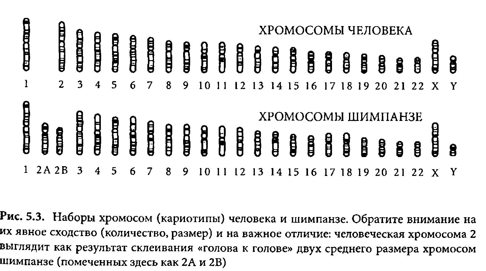 23 хромосомы у человека в клетках