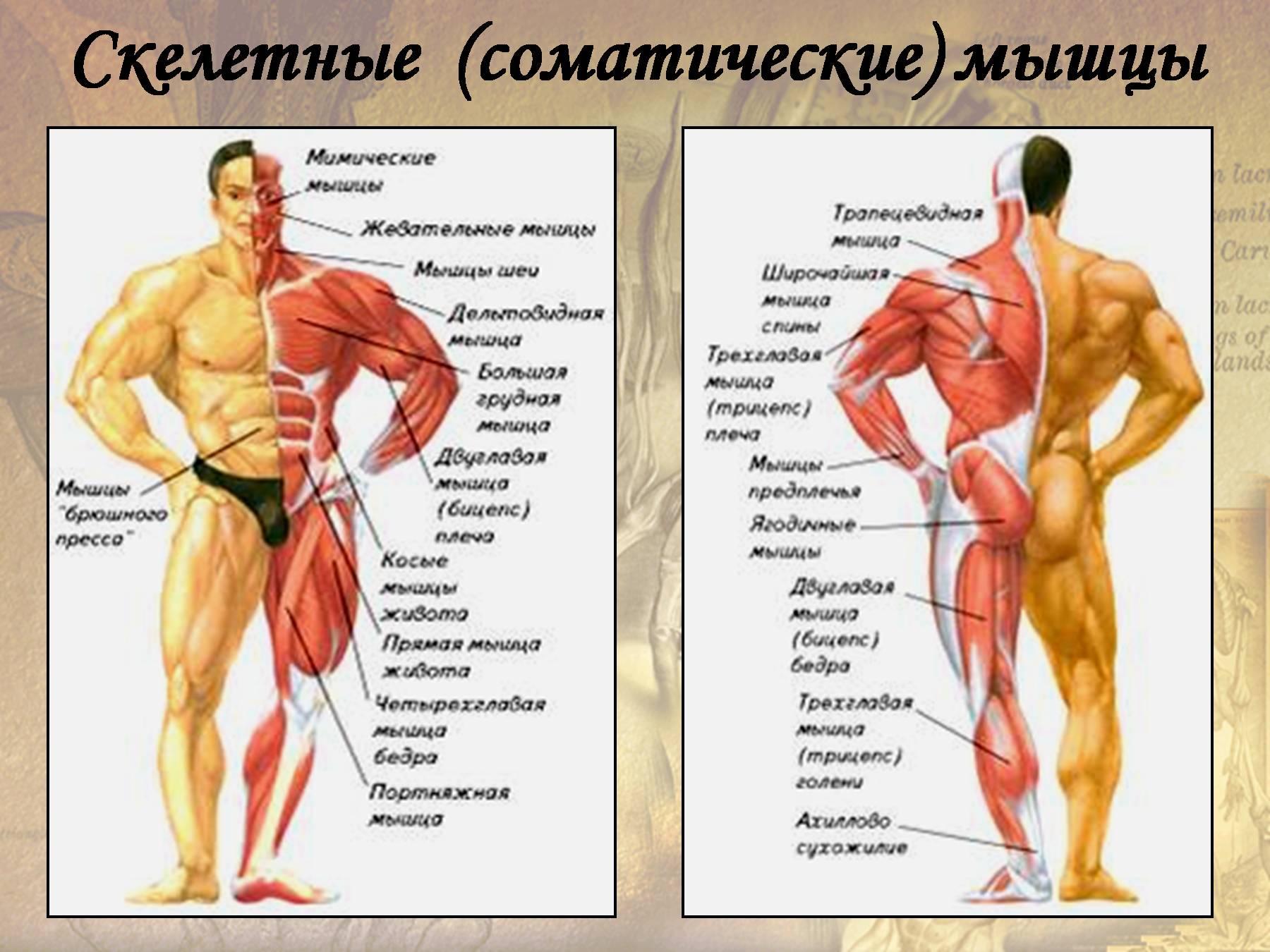 Функция каждой мышцы. Скелетные соматические мышцы. Мышцы человека схема. Строение мышц тела. Мышцы тела человека анатомия.