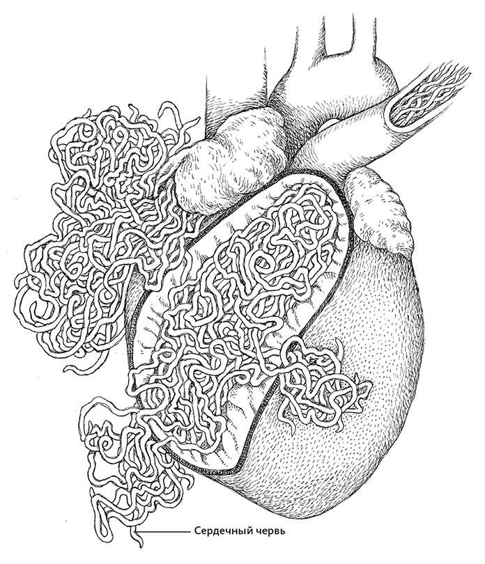 Кровеносная система кольчатых червей. Круги кровообращения земноводных. Строение сердца человека камеры сердца. У дождевого червя есть кровеносная система. Кровеносная система дождевого червя.