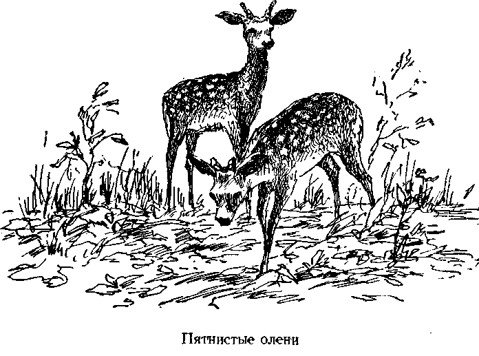 Следопыты Ильменских гор