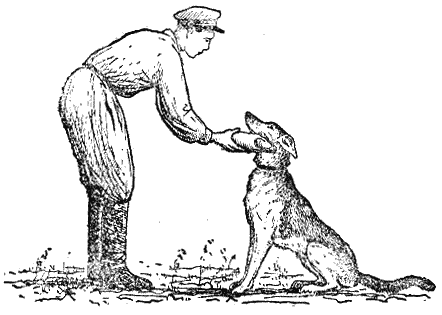 Служебная собака: Руководство по подготовке специалистов служебного собаководства