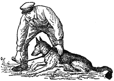 Служебная собака: Руководство по подготовке специалистов служебного собаководства