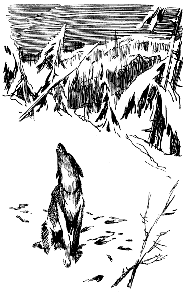 Пират