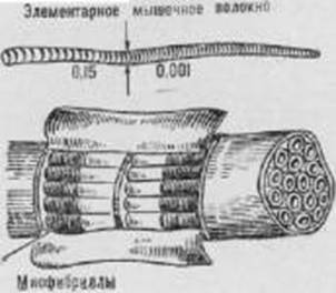 Активное долголетие (Моя система борьбы со старостью)