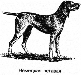 Дрессировка и натаска охотничьих собак