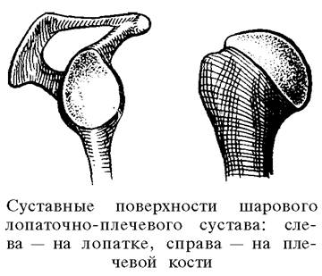 О ловкости и ее развитии