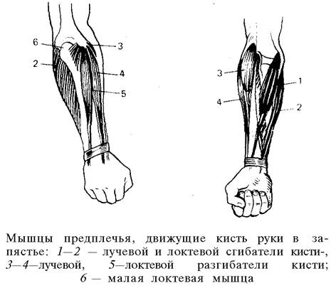 О ловкости и ее развитии