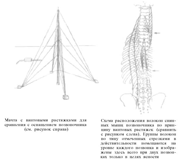 О ловкости и ее развитии