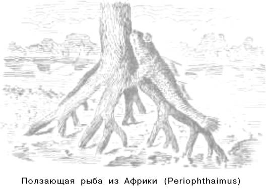 О ловкости и ее развитии