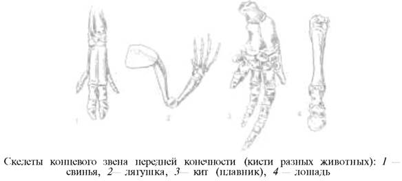 О ловкости и ее развитии