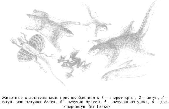 О ловкости и ее развитии
