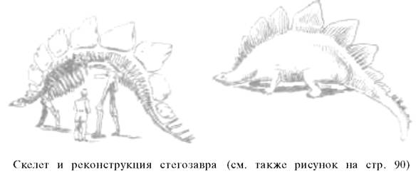 О ловкости и ее развитии