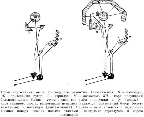 О ловкости и ее развитии