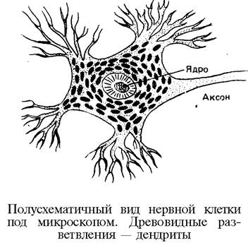 О ловкости и ее развитии