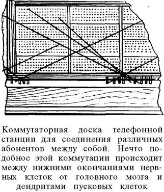 О ловкости и ее развитии