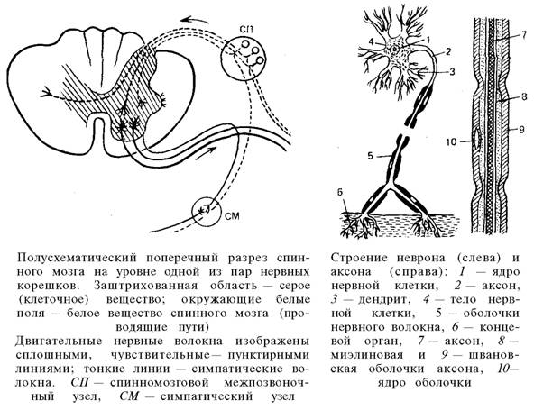 О ловкости и ее развитии