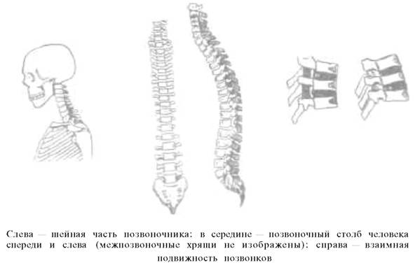 О ловкости и ее развитии