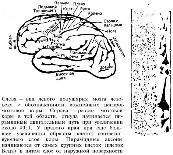 О ловкости и ее развитии