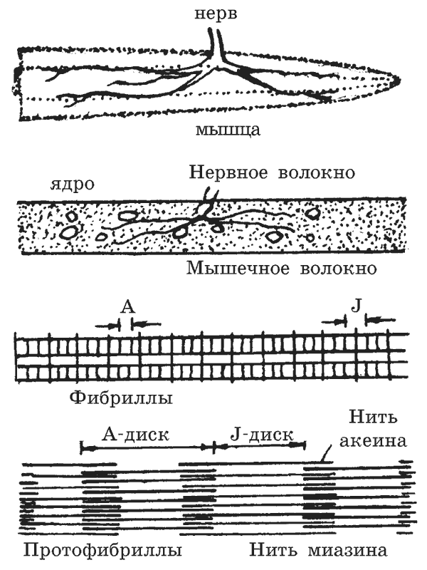 Массаж при мигрени
