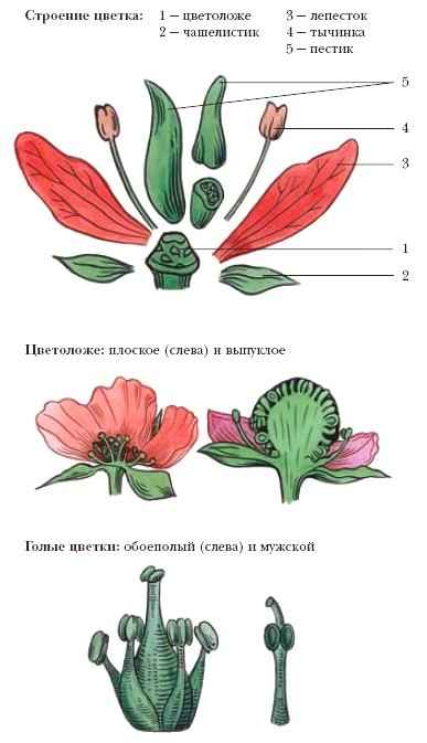 Энциклопедия «Биология» (без иллюстраций)