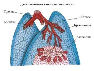 Энциклопедия «Биология» (без иллюстраций)