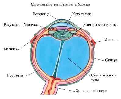 Энциклопедия «Биология» (без иллюстраций)