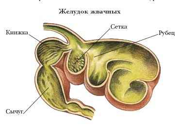 Энциклопедия «Биология» (без иллюстраций)