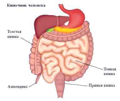 Энциклопедия «Биология» (без иллюстраций)