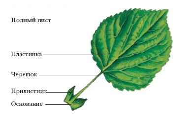 Энциклопедия «Биология» (без иллюстраций)