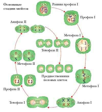 Энциклопедия «Биология» (без иллюстраций)