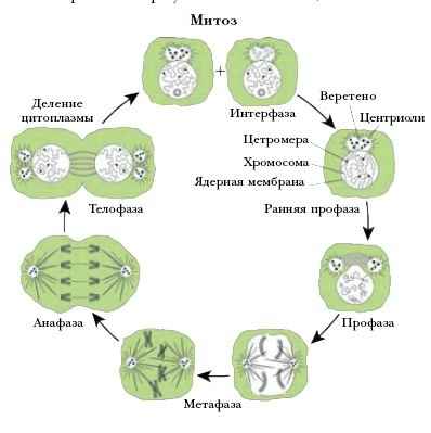 Энциклопедия «Биология» (без иллюстраций)