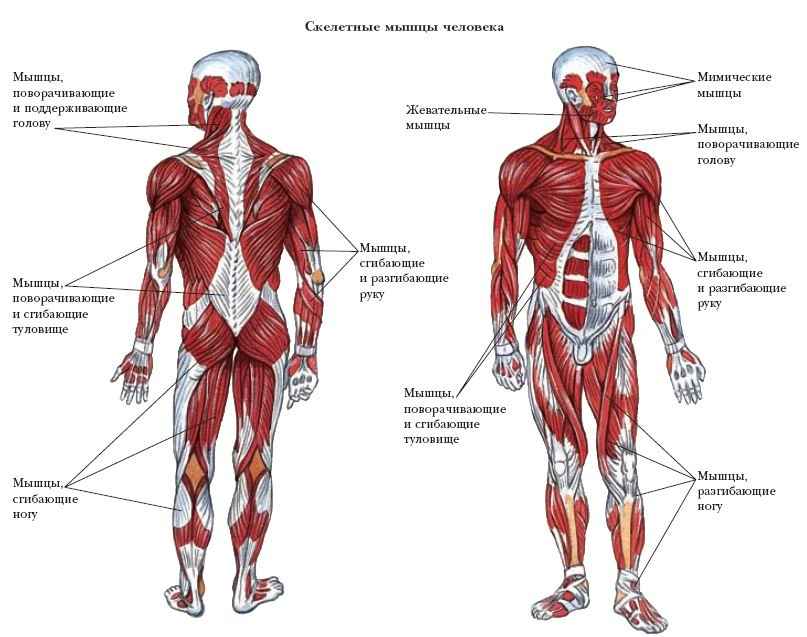 Энциклопедия «Биология» (без иллюстраций)