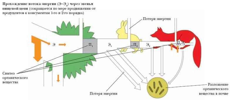 Энциклопедия «Биология» (без иллюстраций)