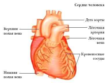 Энциклопедия «Биология» (без иллюстраций)