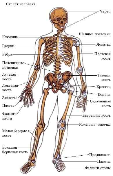 Энциклопедия «Биология» (без иллюстраций)