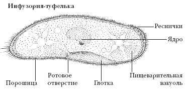 Энциклопедия «Биология» (без иллюстраций)