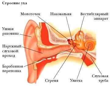 Энциклопедия «Биология» (без иллюстраций)