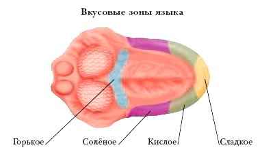 Энциклопедия «Биология» (без иллюстраций)