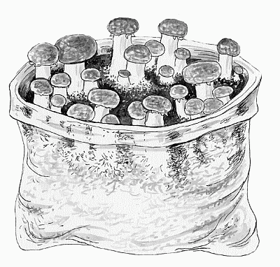 Выращивание грибов